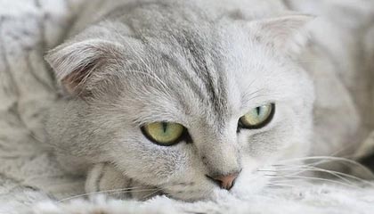 西双版纳高价特别缺钱想提取养老金怎么办呢的最新政策(2025年西双版纳高价特别缺钱想提取养老金怎么办呢视频分享)